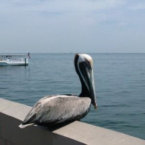 Meet your Posher, Bonnie